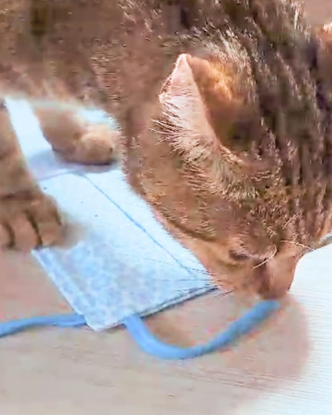 Pour les chats