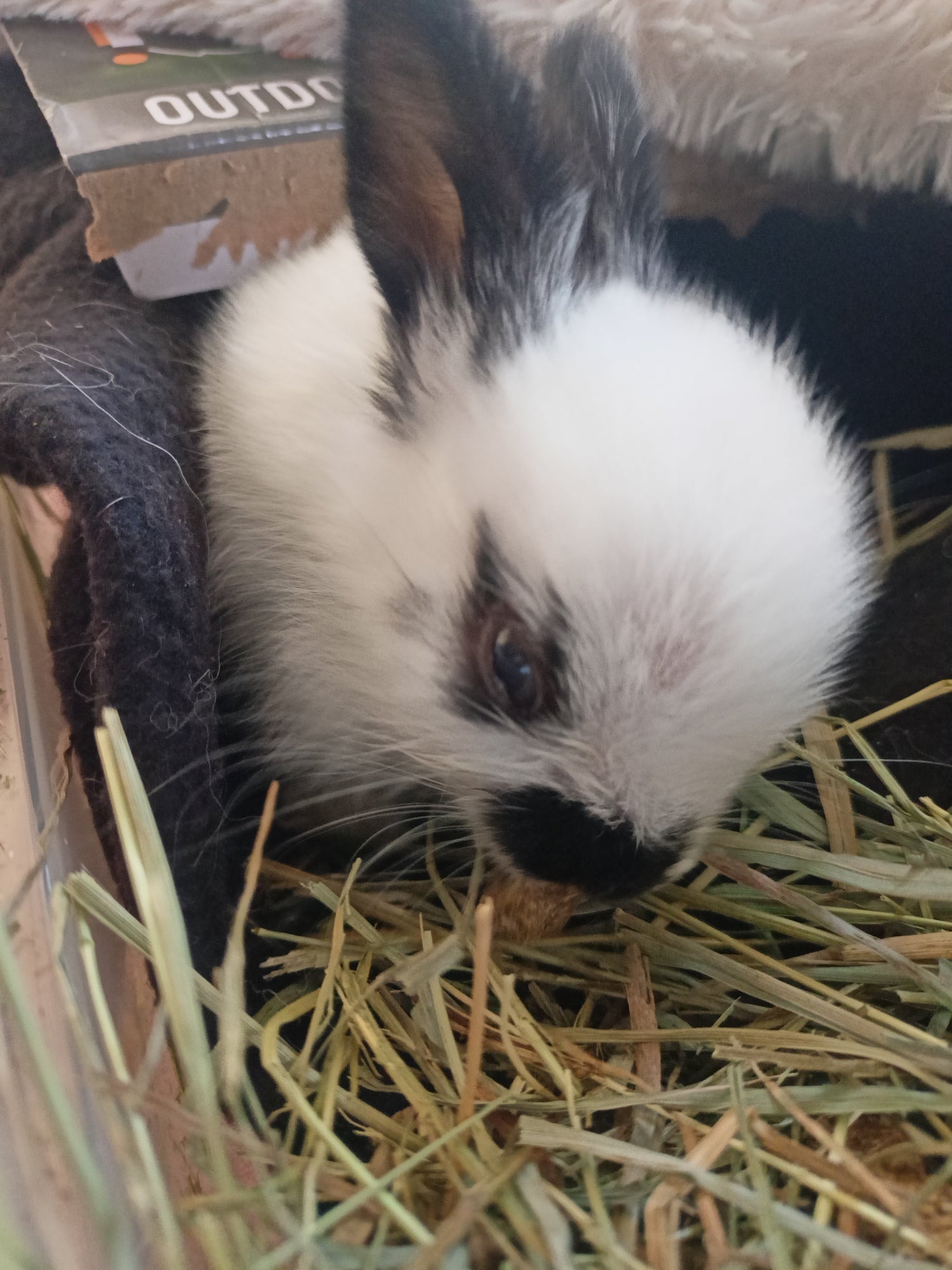 Pour les lapins